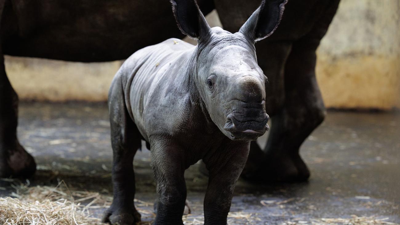 Zoo Osnabrück: Es ist ein Männchen - Freude über Nashorn-Nachwuchs Liam