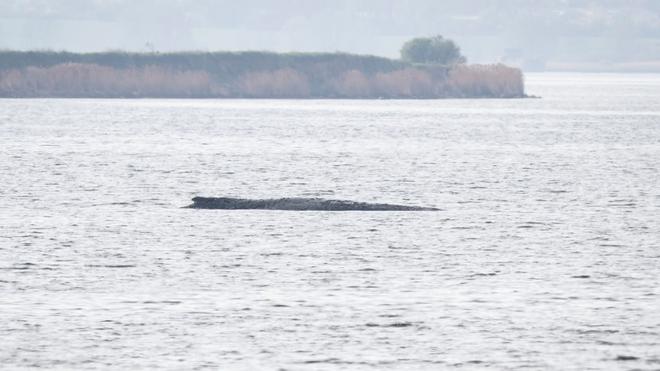 Tiere: Greenpeace beteiligt sich nicht an der Rettungsaktion für den gestrandeten Wal.
