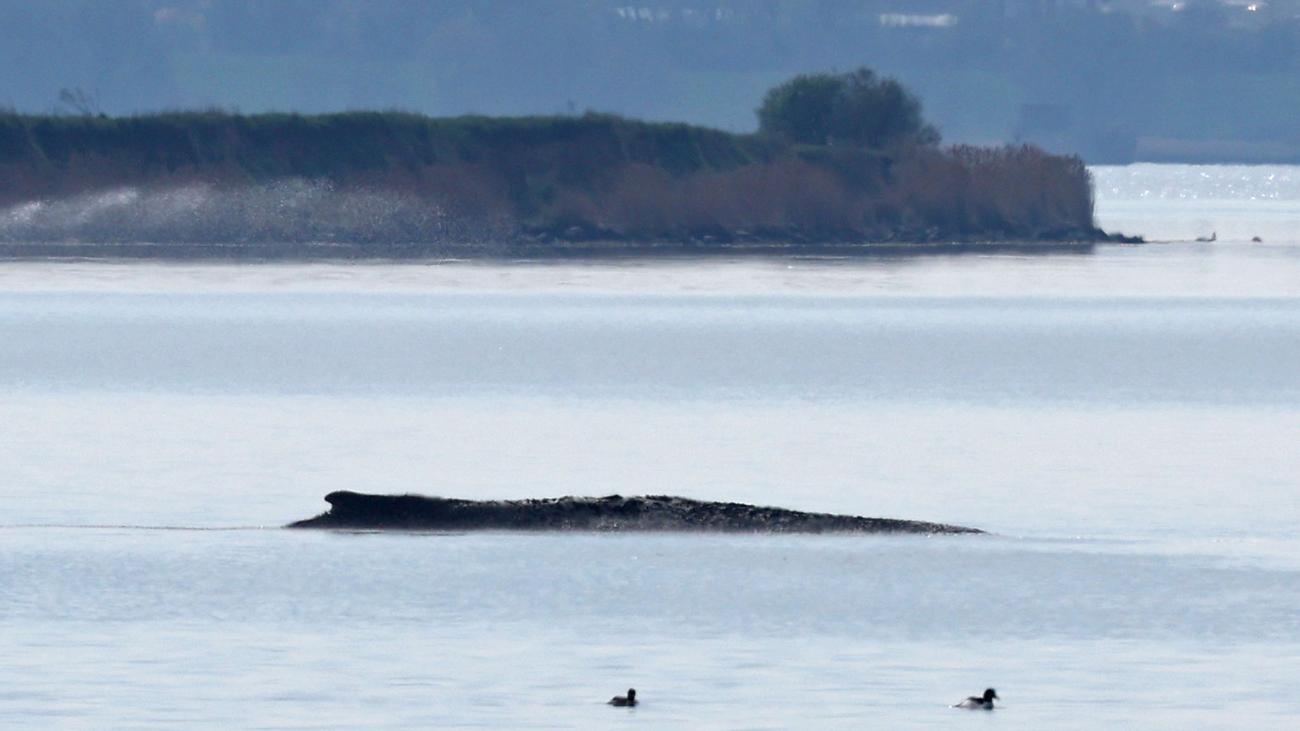 Tiere: Neuer Rettungsversuch für den Wal soll in Kürze starten