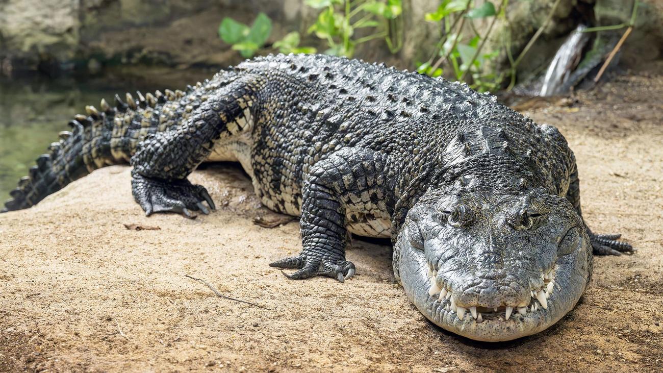 Reptilien-Schicksal: Schrebergarten-Krokodil hat neues Zuhause und Partnerin