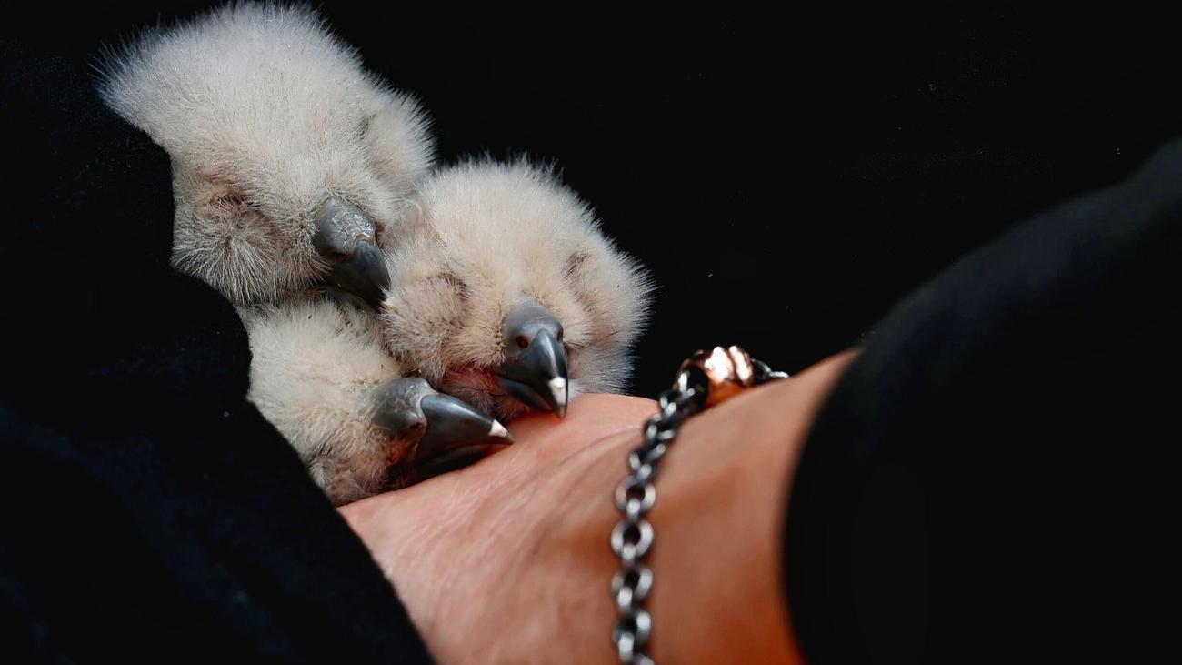 Tiere: Uhu-Küken gesund und munter - neuer Partner für »Lisbeth«?