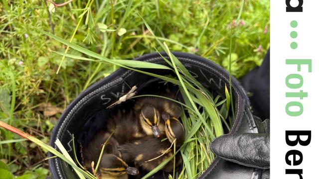 Sinzheim: Entenküken von Autobahn gerettet