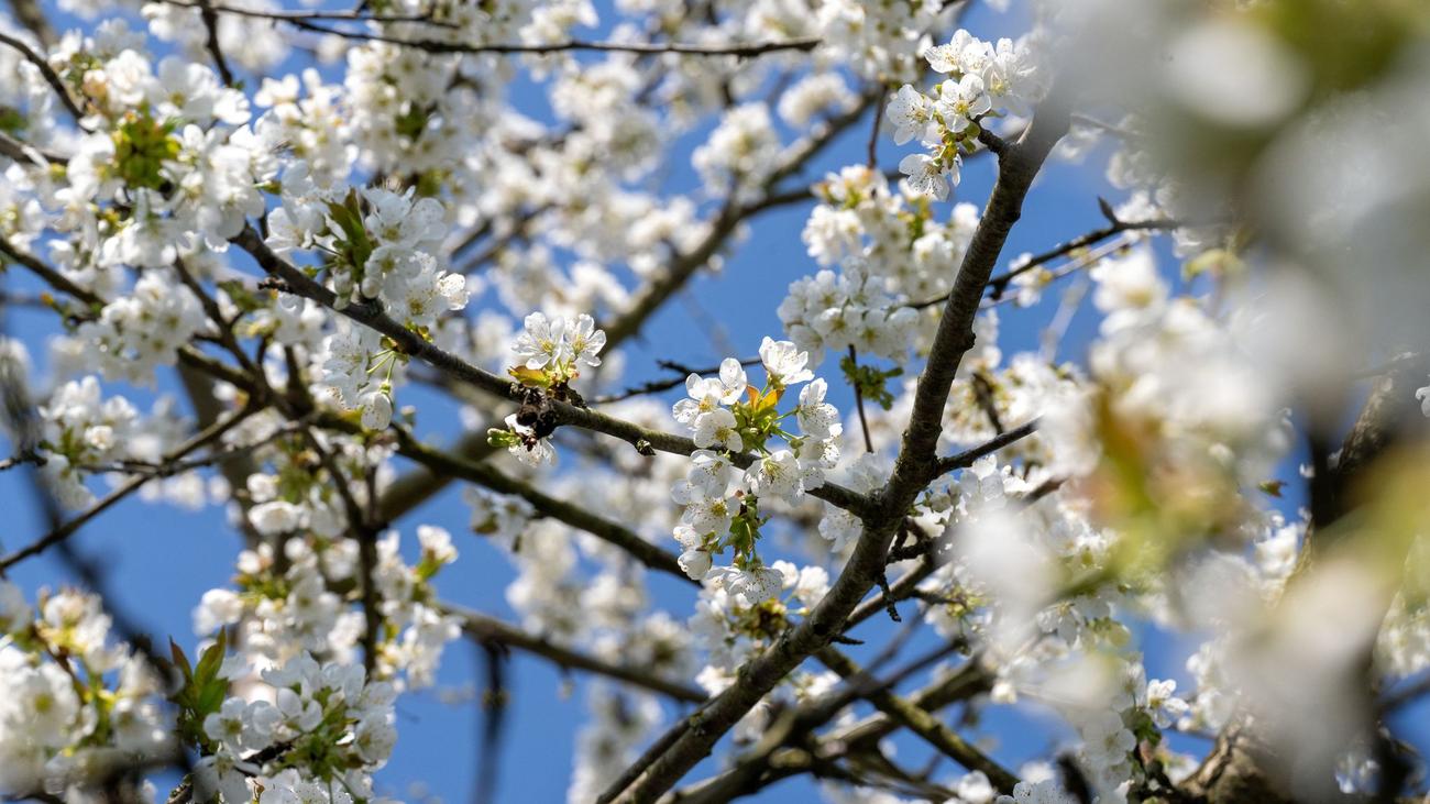 Wetter: Frühlingshafter Start ins Wochenende