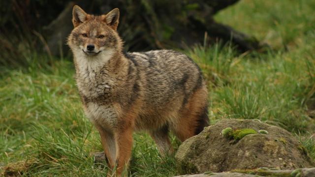 Bild: Seltene Tiere im Südwesten: Goldschakal heimisch? Das Wichtigste zum kleinen Wolfsbruder