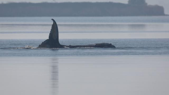Walrettung: Minister: Wal-Rettungsmaßnahme nur geduldet, nicht genehmigt
