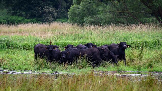 Energie: Schneider zu Atomkraft: nur Ärger und Kosten mit dem Müll