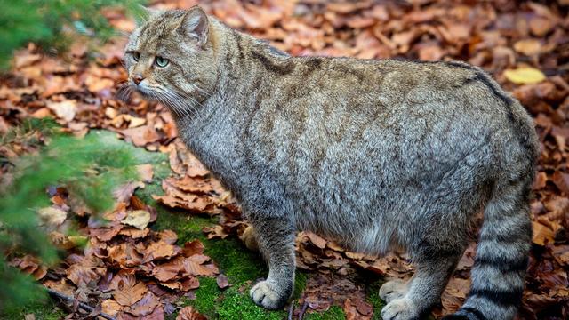 Gefährdete Art: Wildkatzen in Brandenburgs Wäldern besser nicht anfassen