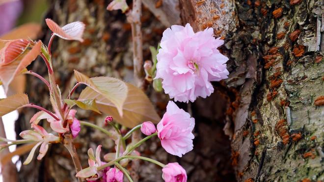 Wetter in Nordrhein-Westfalen: In Nordrhein-Westfalen regnet es in den kommenden Tagen. (Symbolbild)