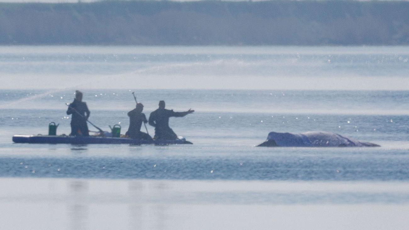 Gestrandeter Wal Ostsee: Greenpeace: Kaum Überlebenschancen für Buckelwal