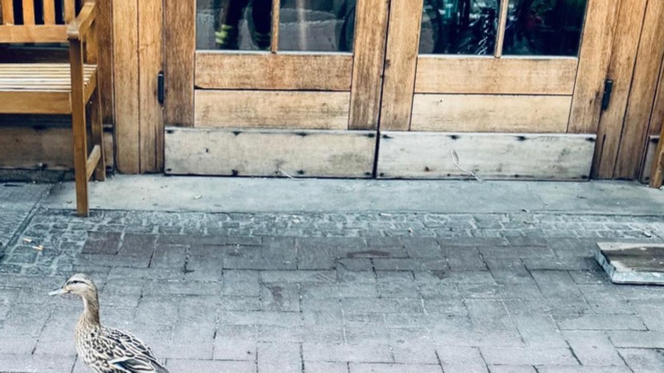 Tierrettung: Feuerwehr holt Entenküken von Flachdach