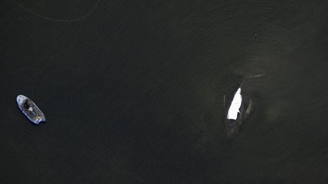 Gestrandeter Wal in der Ostsee: Tag vier der Walrettungs-Aktion vor Insel Poel startet