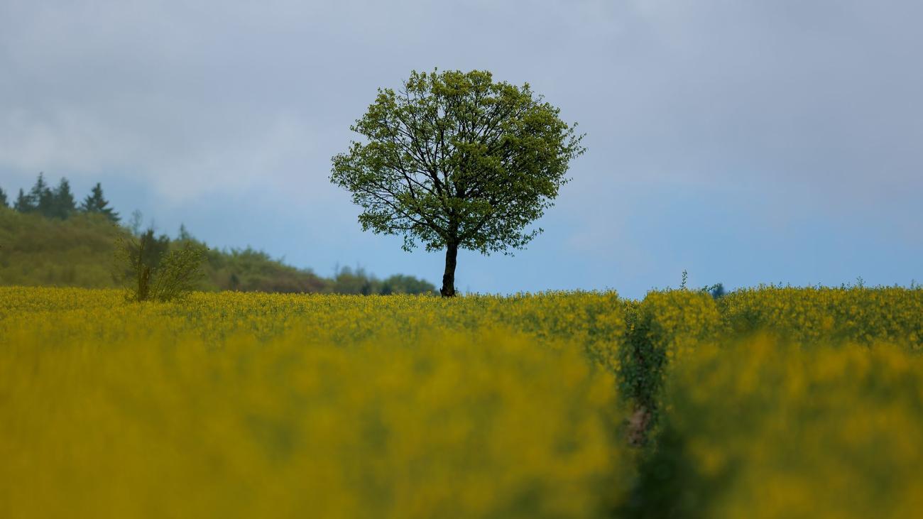Wetter: Wechselhaftes Wetter zum Wochenstart in Hessen