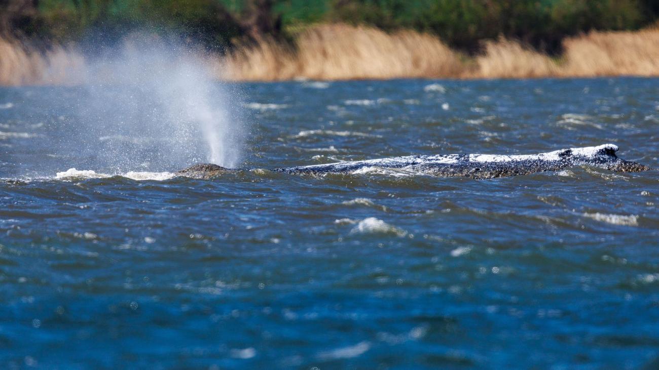 Buckelwal in der Ostsee: Behörden passen Sperrzone für Buckelwal vor Poel an