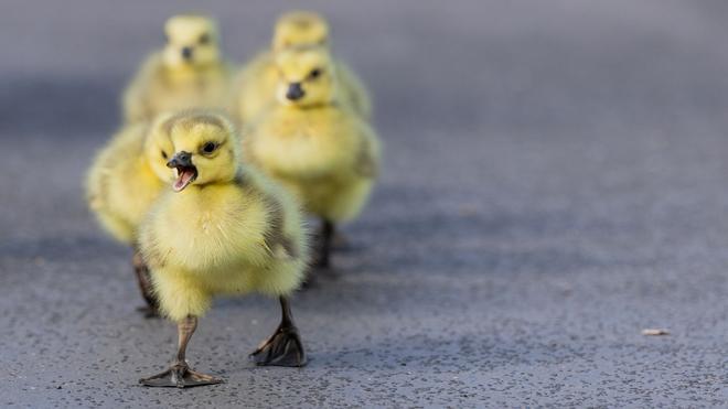 Fotografie: Buckelwal schwimmt