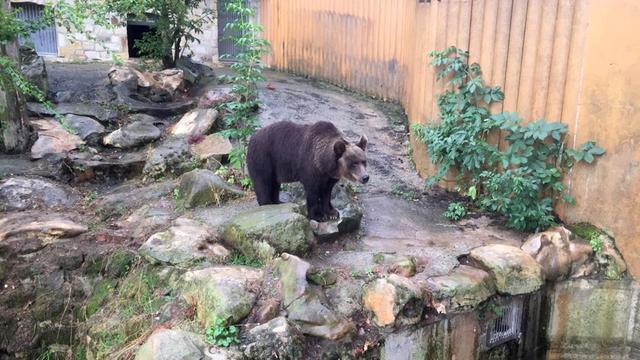 Bild: Tierische Seniorin: Braunbärin Teddy zieht in den Bärenwald Müritz