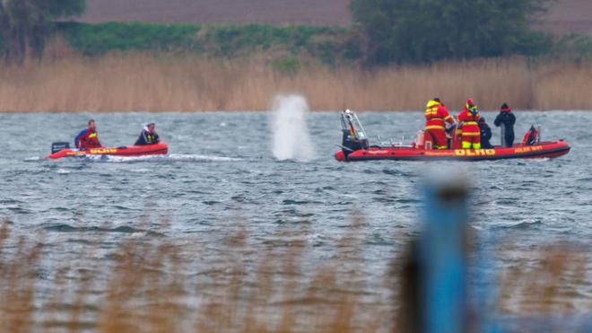 Tier: Der Wal schwimmt. (Archivbild)