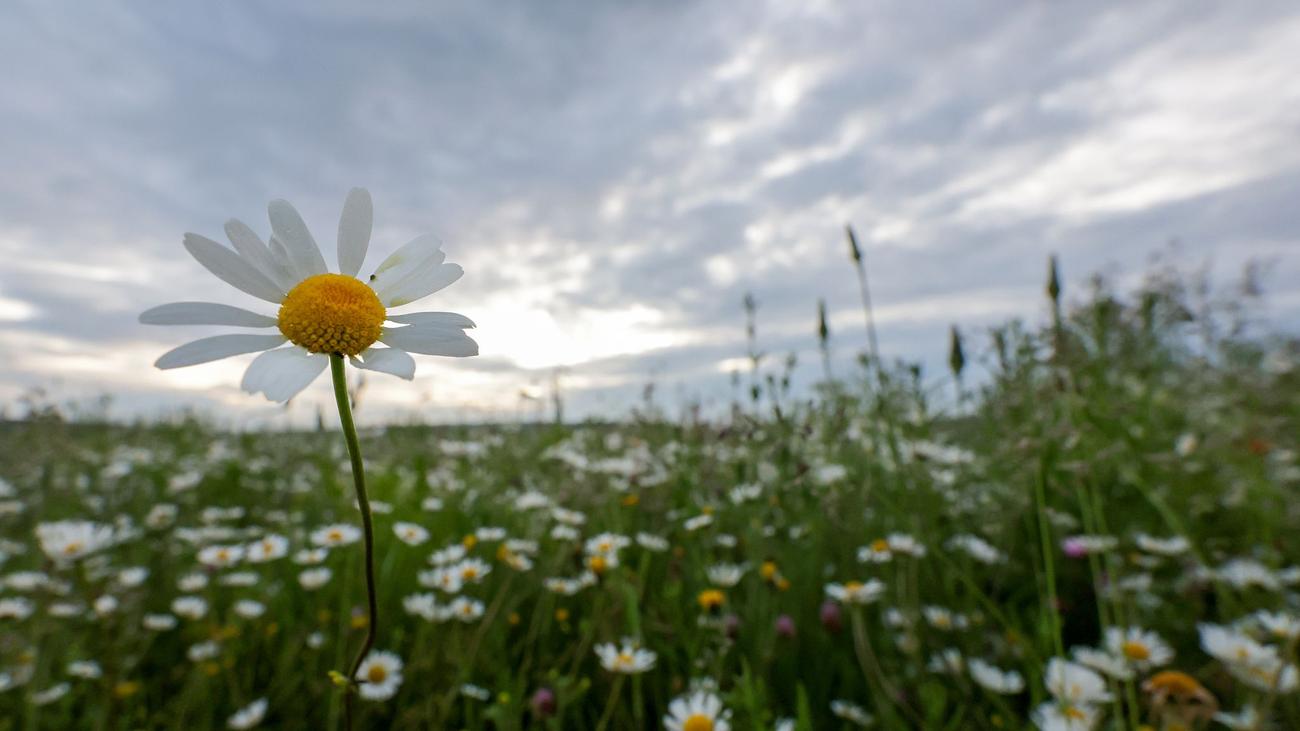 Wetterausblick: Grauer Wochenstart - wann und wo es wieder 20 Grad werden