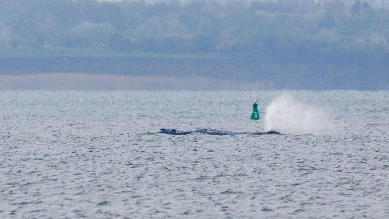 Wal-Rettungsaktion: Kräftiger Wind mit Sturmböen in der Wismarbucht