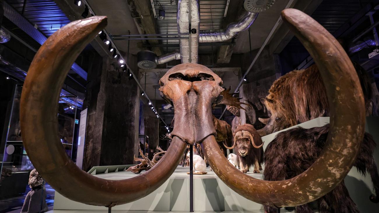 Eiszeit in NRW: Mammut und Flusspferd im Rhein: Schau über Eiszeit in NRW