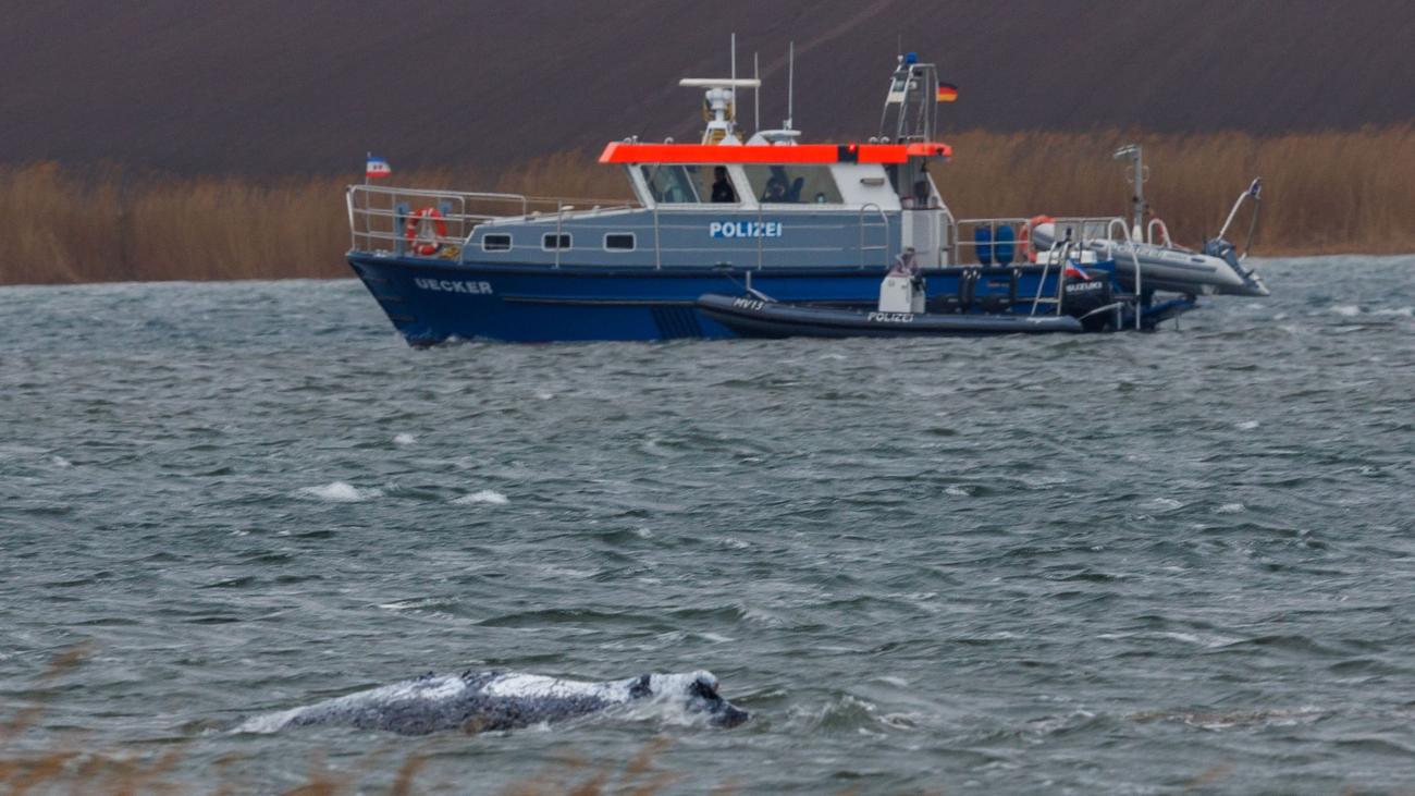Tiere: Ministerium: Buckelwal hat noch keinen Sender