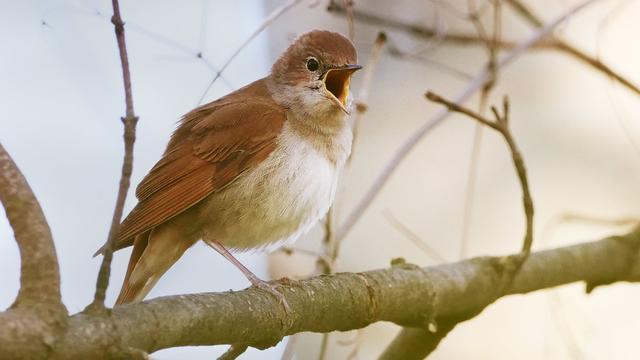Bild: Tiere: Nachtigallen singen wieder um die Wette