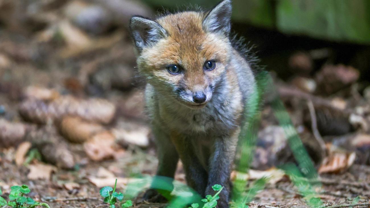 Tiere: Polizei rettet entkräfteten Fuchswelpen