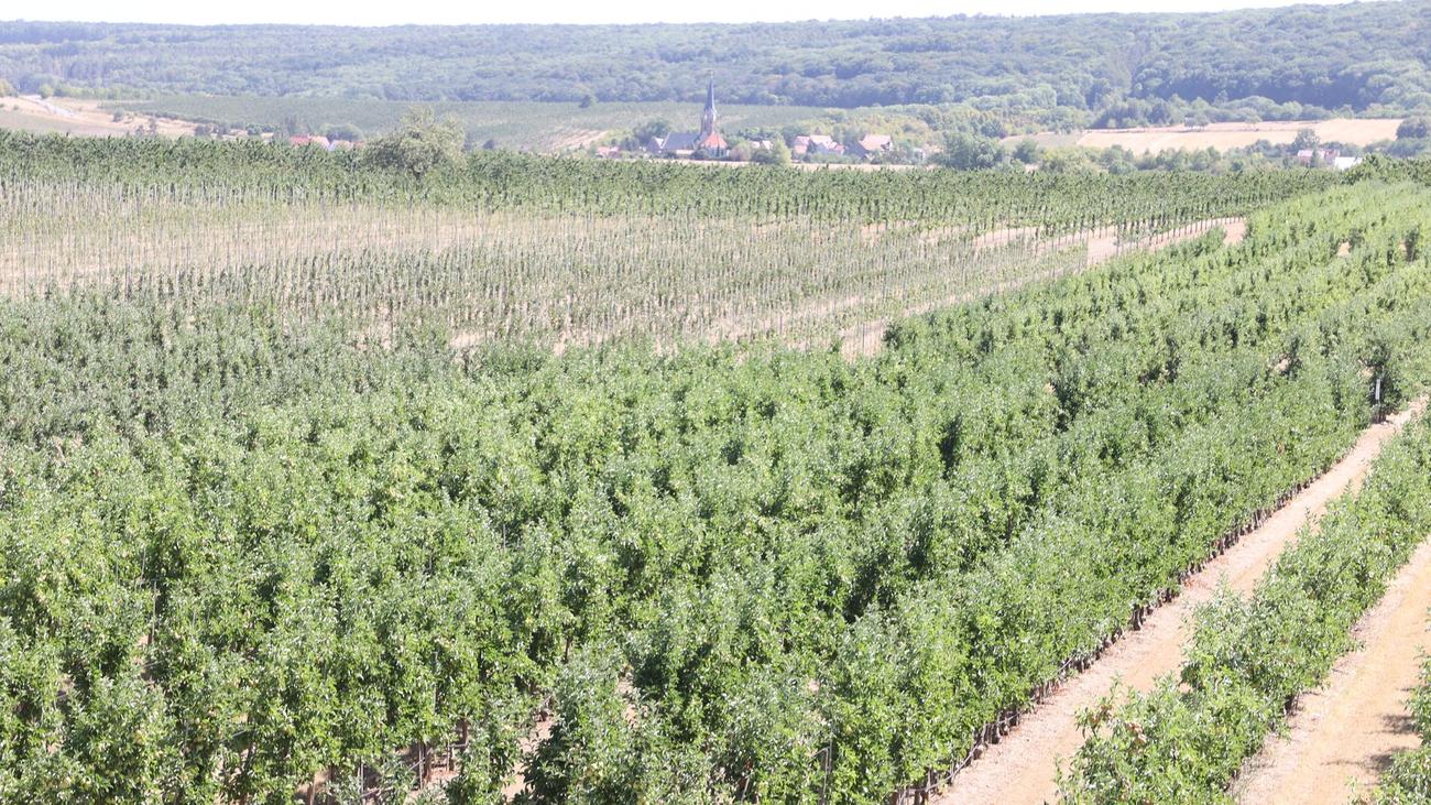 Obstbau: Thüringer Obstbauern fürchten Spätfrost