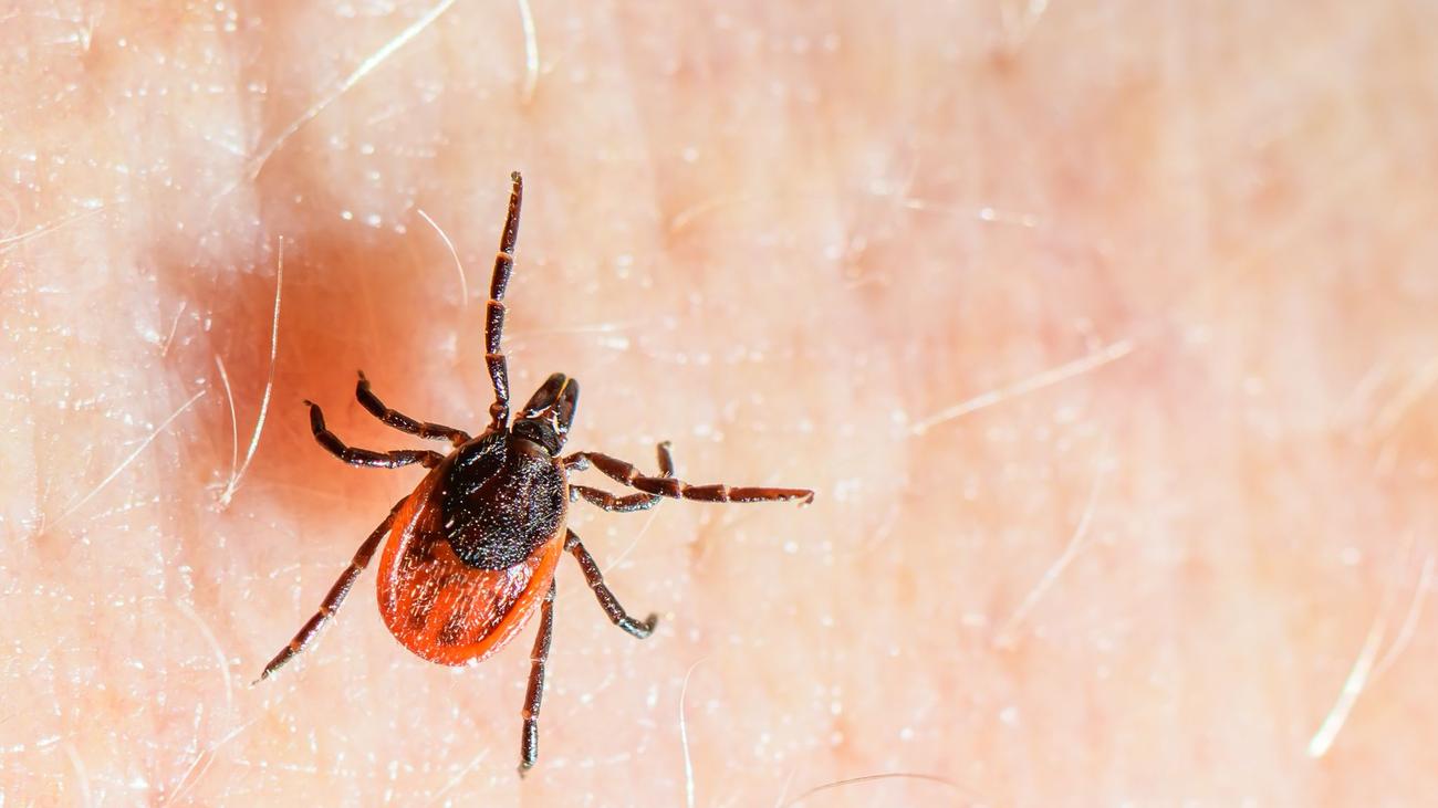 Tiere: Überlebenskünstler mit Risikofaktor: Zecken auf Vormarsch