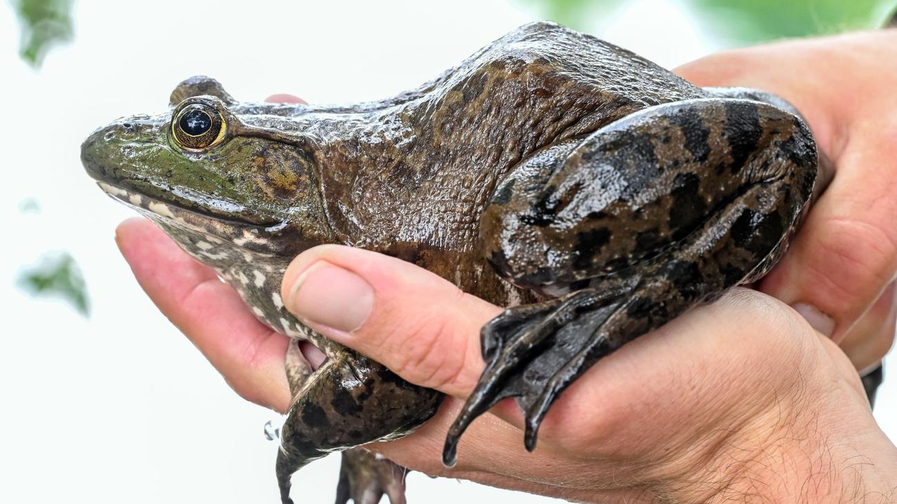 Invasive Tierart: Was die Jagd auf Ochsenfrösche kostet und was sie bringt