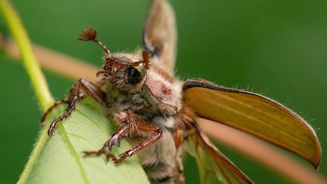 Bild: Naturphänomen: Wo der Maikäfer-Massenflug gerade in Schwung kommt