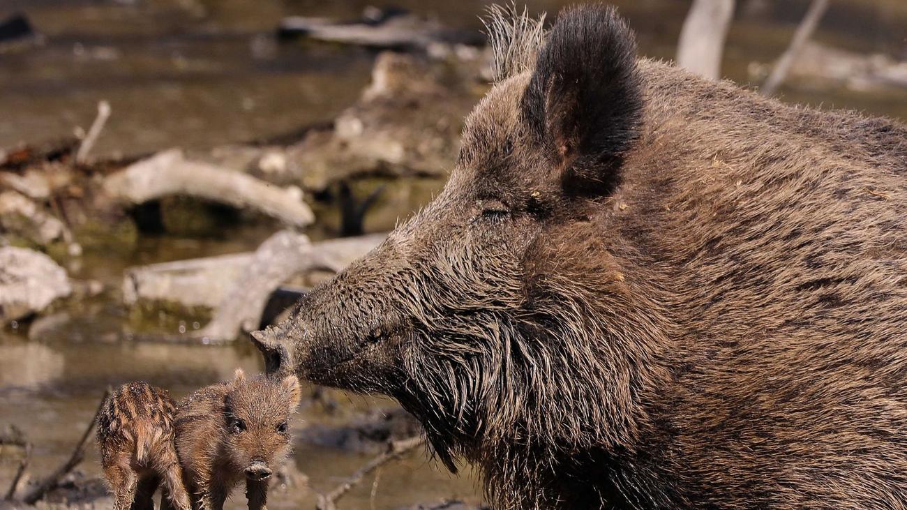 Sachsen und Thüringen: 40 Jahre nach Tschernobyl: Wildschweine vereinzelt verseucht