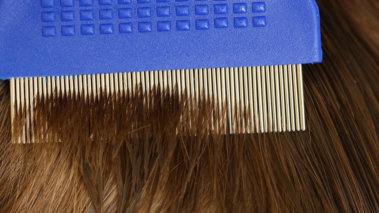 Verordnungen gegen Läuse: AOK: Rückgang bei Verordnungen gegen Kopfläuse