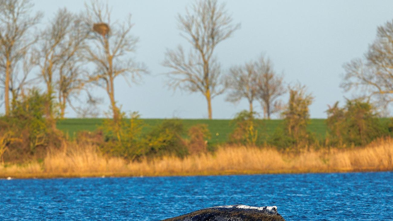 Welche Chancen hat das Tier?: Teammitglieder verlassen Wal-Rettungsinitiative