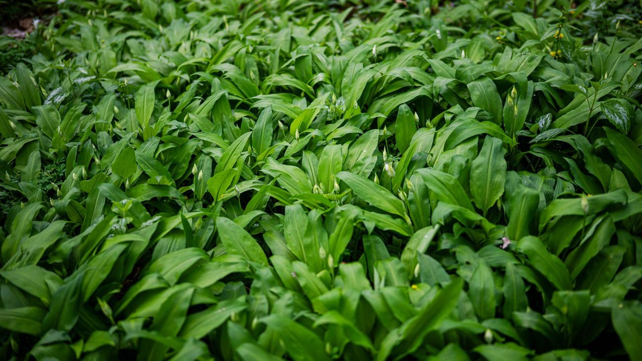 Spazieren und Kochen: Bärlauch und Co.: Was Thüringens Wälder kulinarisch bieten