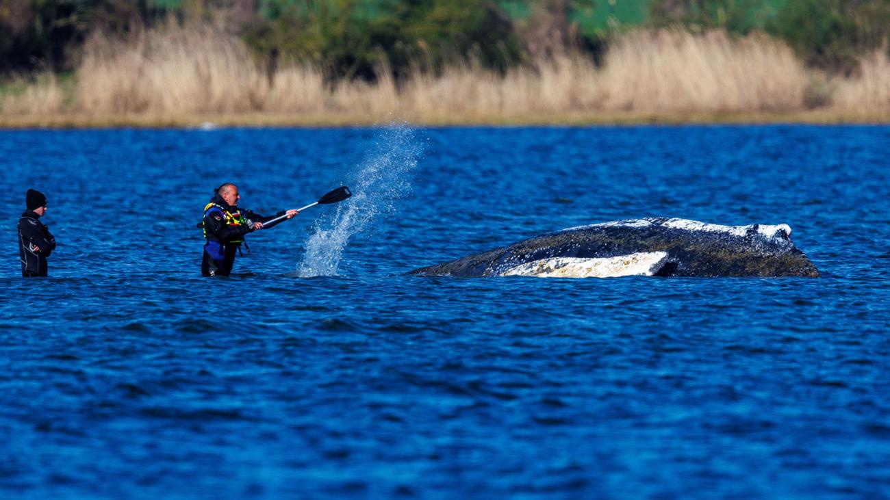 Gestrandeter Buckelwal: Buckelwal mit Sender versehen - Makrelenfütterung geplant