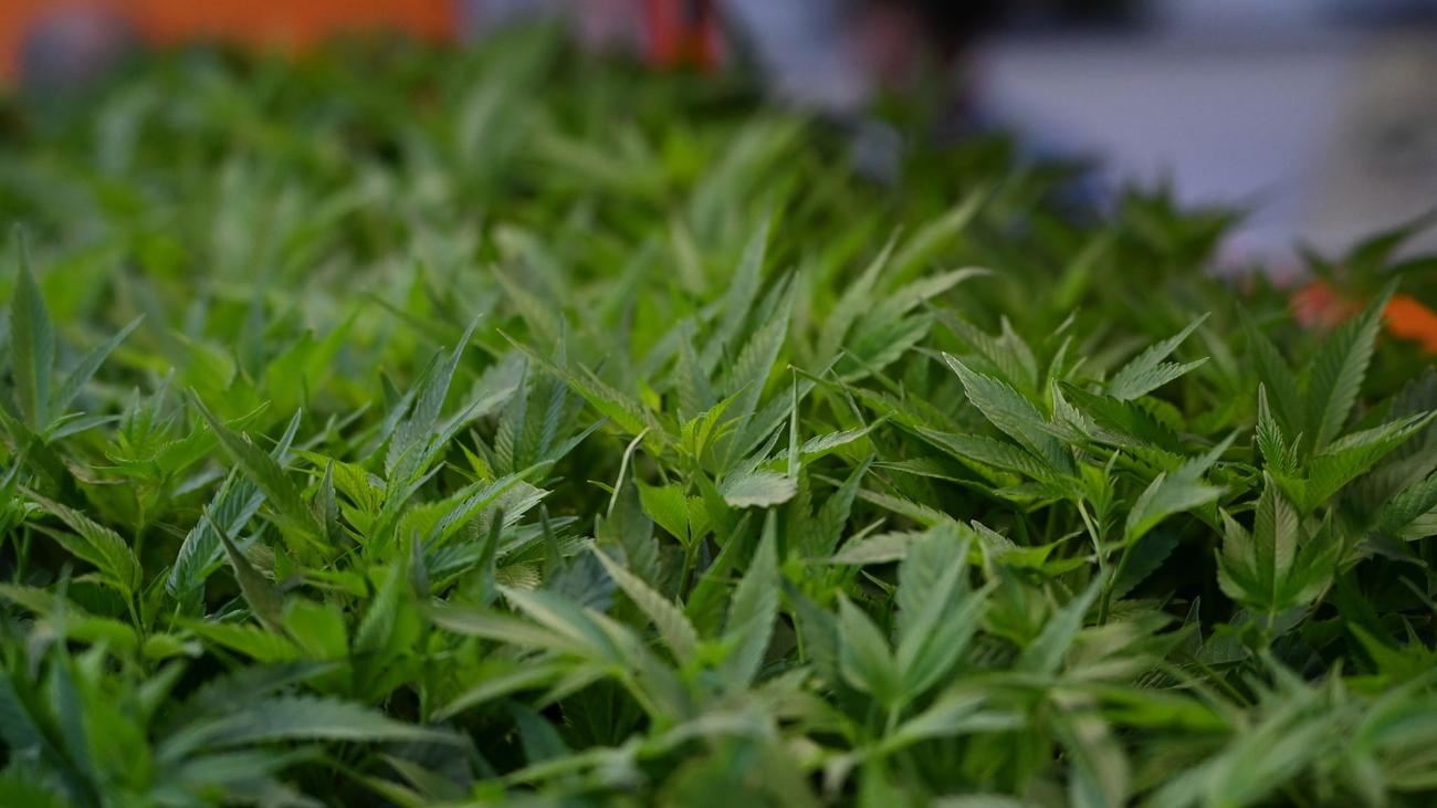 Kriminalität: Cannabisplantage mit 1.100 Pflanzen - zwei Männer in U-Haft