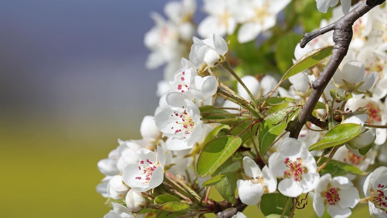 Obstbau: Frost bedroht Obstblüte