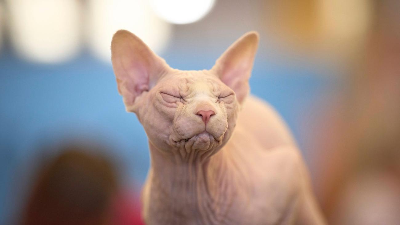 Qualzucht: Hobbyzüchterin muss zwei Katzen kastrieren lassen