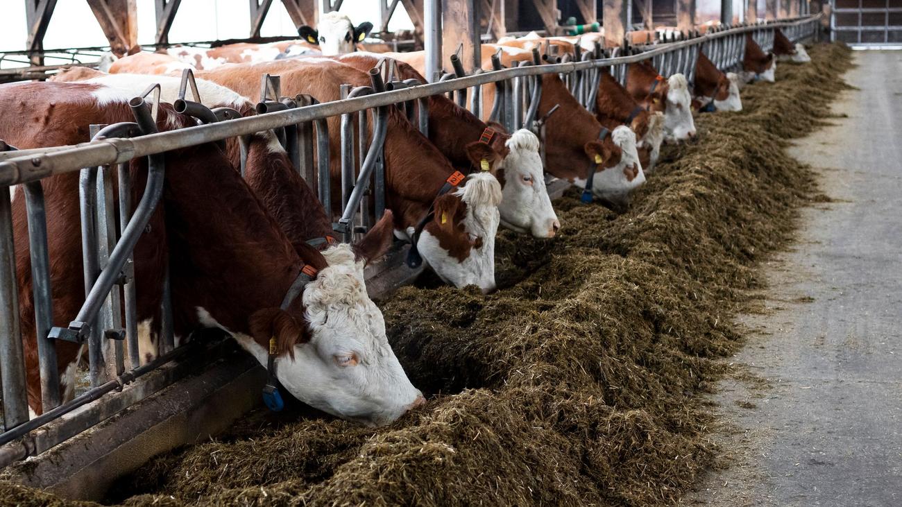 Kabinett: Hohe Nachfrage nach Fördergeldern für mehr Tierwohl