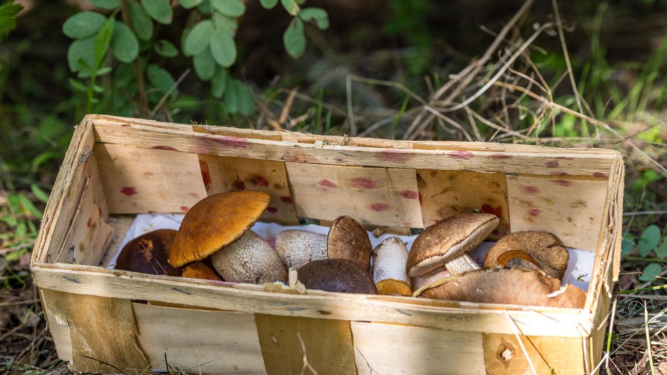 Natur: Kostenlose Pilzberatung startet in die Saison