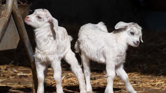 Stuttgarter Zoo: »Määäh« – Junge Kaschmir-Zicklein bringen Trubel in Wilhelma