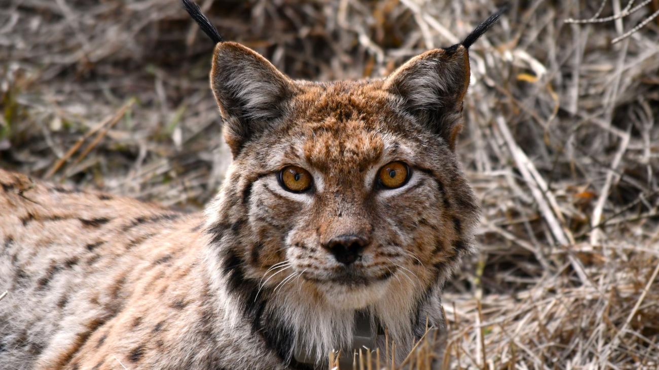 Artenerhalt: Nächster Karpaten-Luchs schleicht durch Thüringer Wald