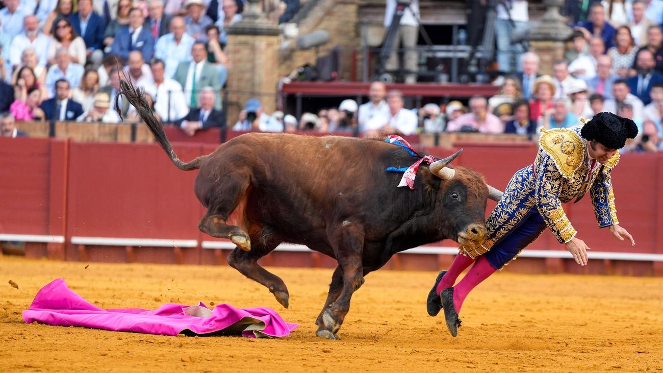 Umstrittene Tradition: Schwere Verletzung in Sevilla: Stier spießt Torero auf