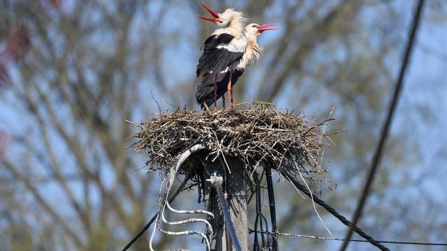 Vogel mit eigenem Kopf: Storch »Gustav« bereitet Stromversorger Kopfzerbrechen