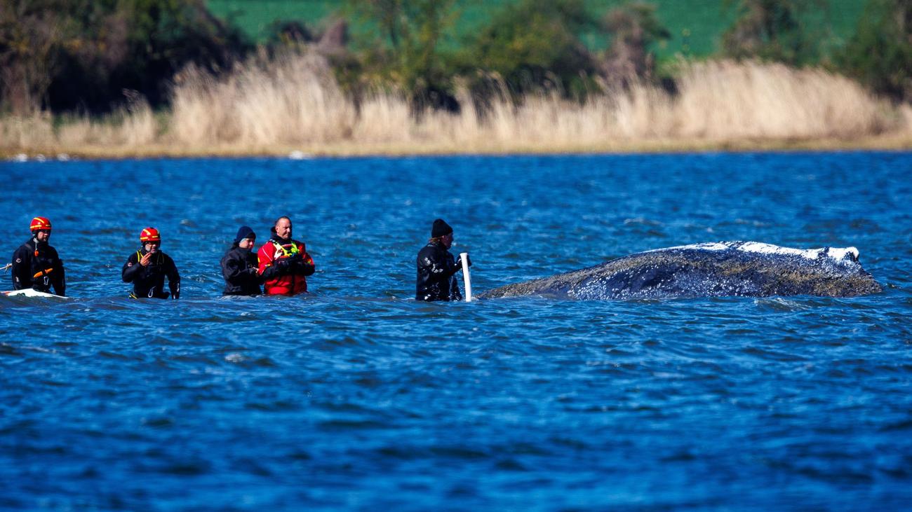 Hilfe - oder nur Qual?: Experte rät erneut, Wal »strikt in Ruhe zu lassen«