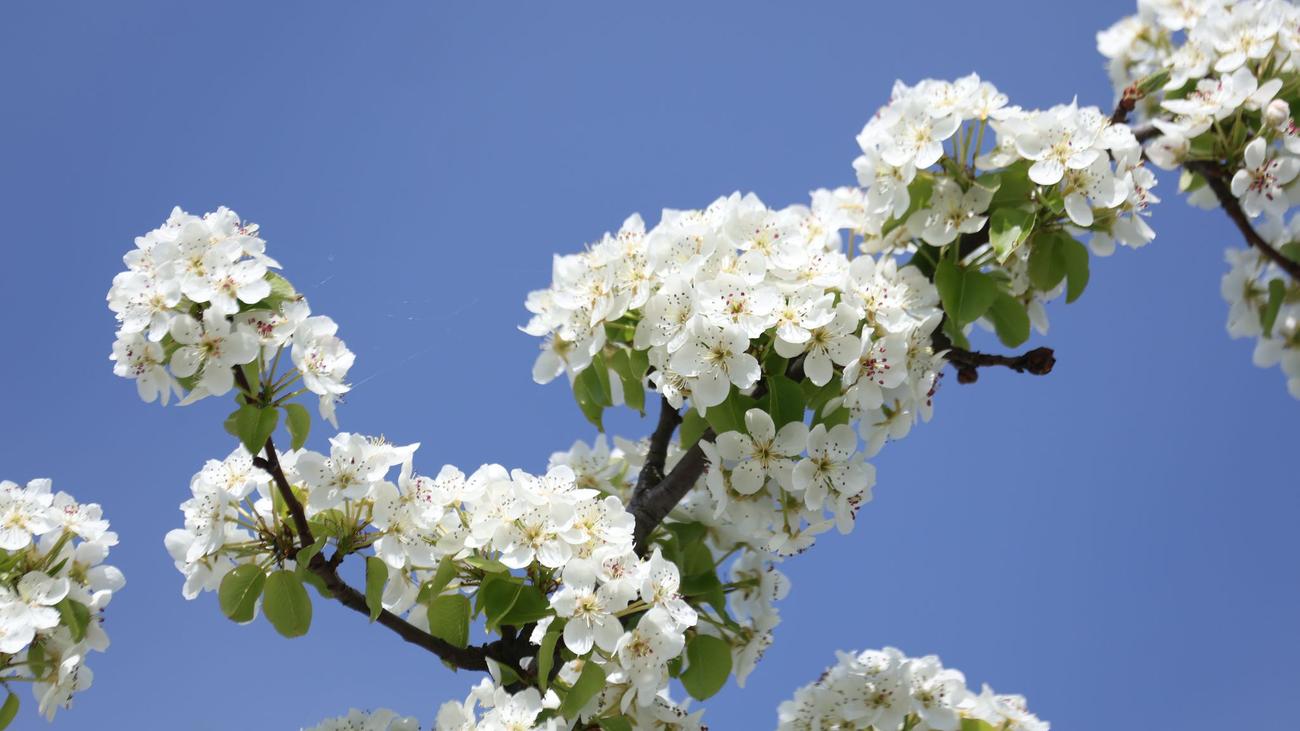 Wetter: Wieder Sonne in Sachsen-Anhalt