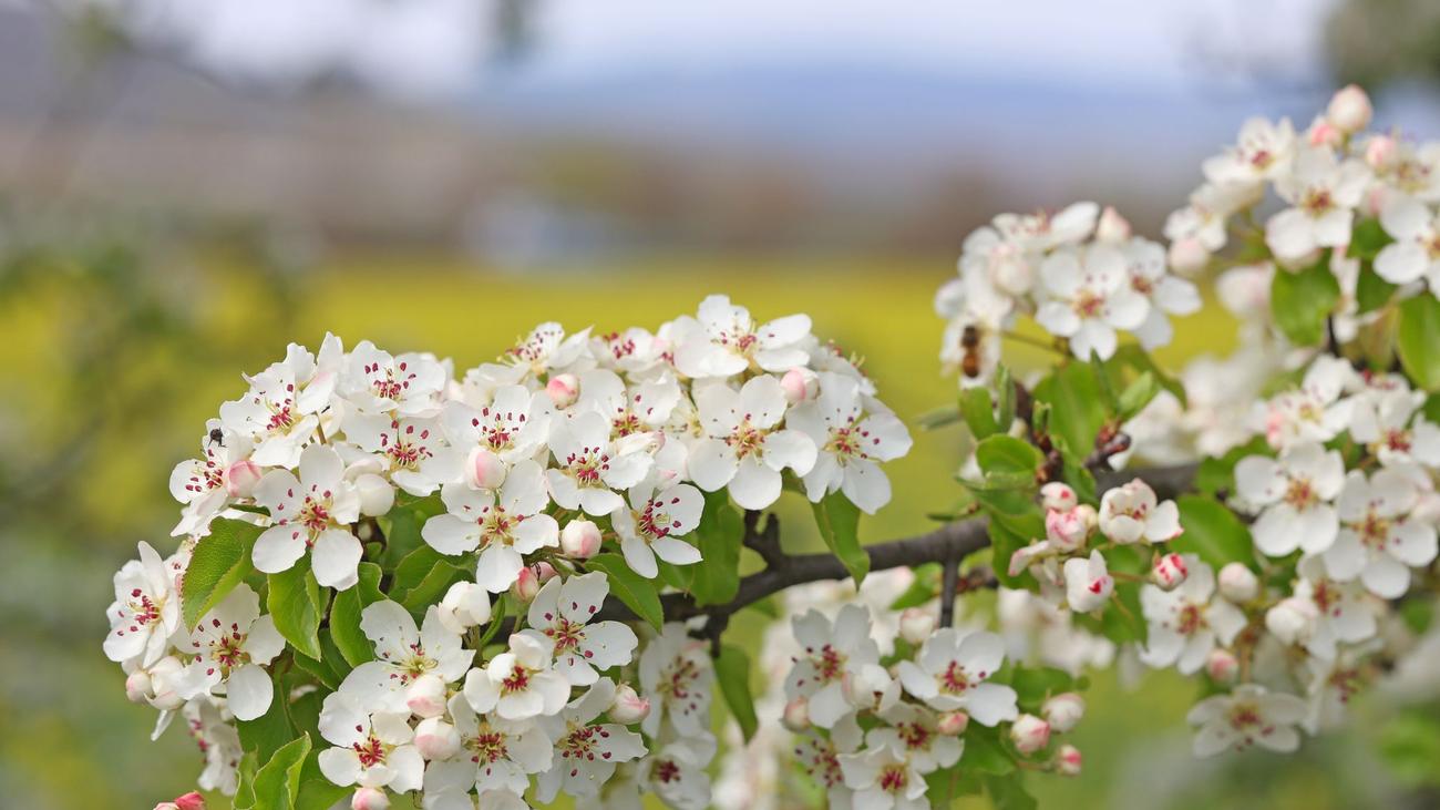 Wetter: Wieder Sonne in Sachsen