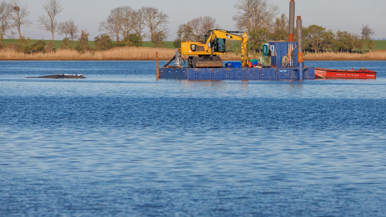 Gestrandeter Buckelwal: Backhaus zur Wal-Rettung: »Müssen das Konzept überarbeiten«