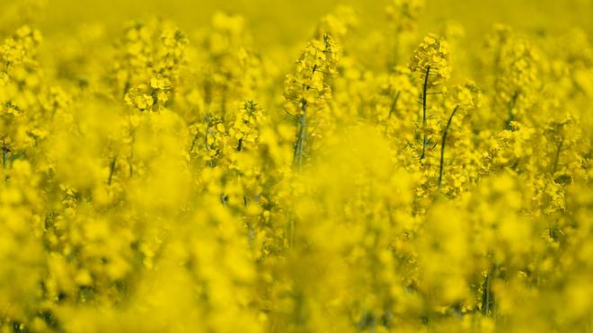 Agrar: Blühender Raps ist ein leuchtender Blickfang im Frühling.