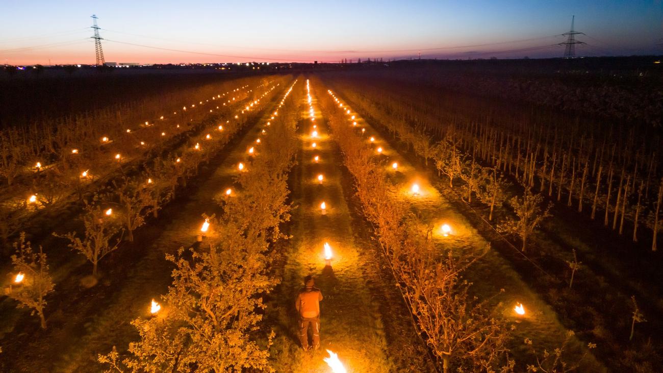 Nachts auf der Plantage: Kerzen sollen Obstbäume vor spätem Frost schützen